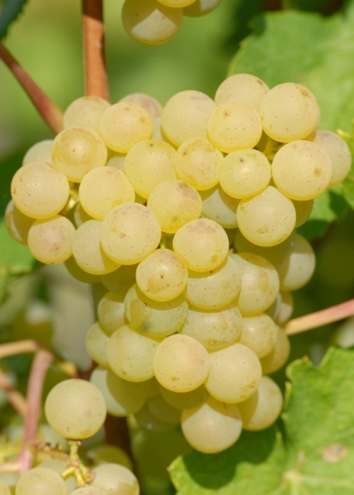 Chardonnay ANT 0933